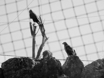 Birds perching on tree