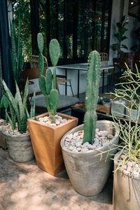 Potted plants on table