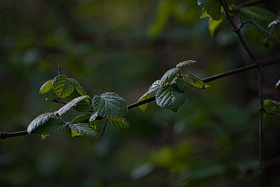 Green leaves in forrest
