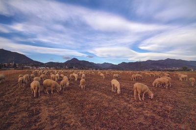 Cows grazing on field against sky