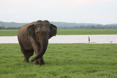 Elephant on field against sky