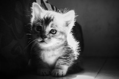 Close-up of kitten sitting at home