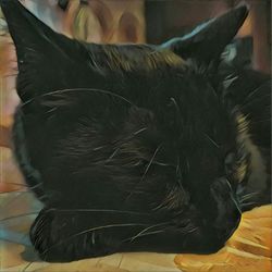 Close-up of cat sleeping