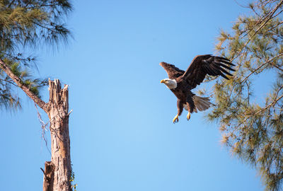 Low angle view of bald eagle flying by trees against clear blue sky