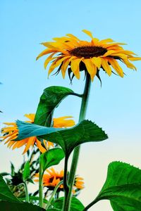 Close-up of sunflower against sky