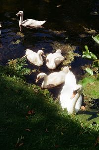 Swans on grassy field