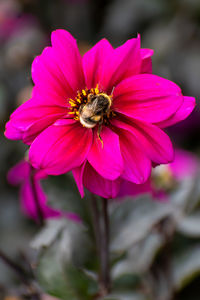 Close-up of bee pollinating on pink flower