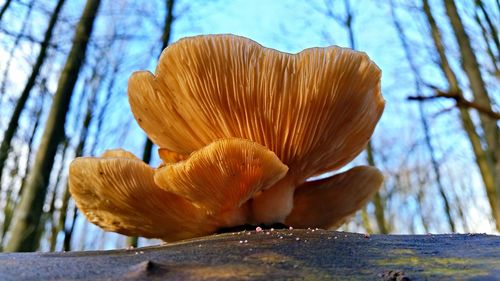 Close-up of fungus against blurred background