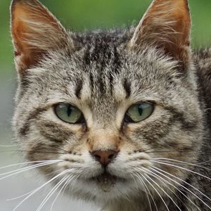 Close-up portrait of a cat