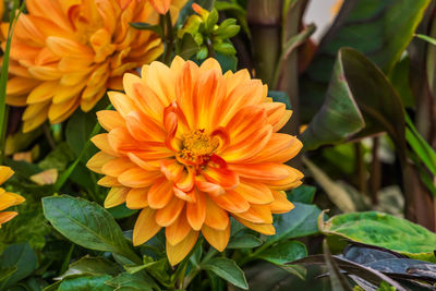 Close-up of orange flowering plant