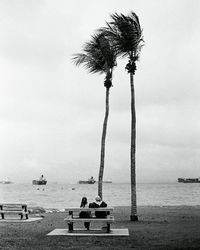 Palm trees on beach against sky