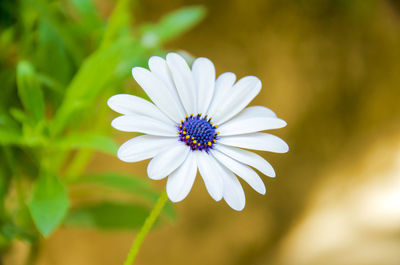 Close-up of daisy flowers