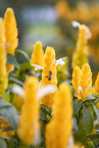 Close-up of insect on yellow flower