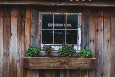 Plants on window box