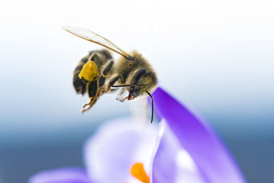 Close-up of bee on purple flower