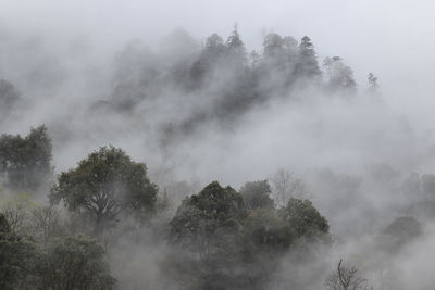 Trees in foggy weather against sky