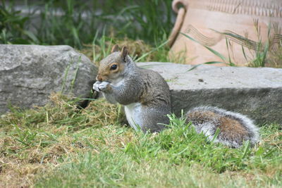 Squirrel on field