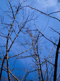 Low angle view of bare tree against blue sky