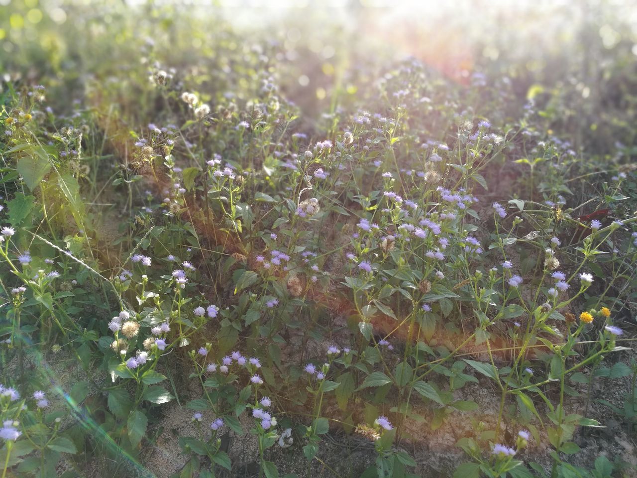 CLOSE-UP OF FLOWERING PLANTS GROWING ON FIELD