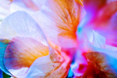 Macro shot of flower