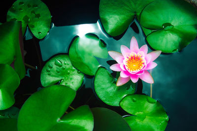 Close-up of lotus water lily in pond