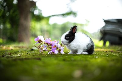 Close-up of a rabbit on field