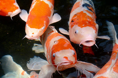 Close-up of koi carps swimming in water