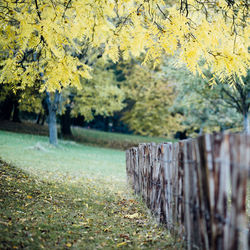 Scenic view of field during autumn