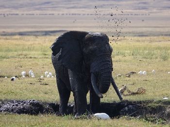 Elephant grazing on field