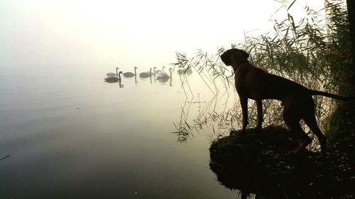 Rear view of dog staring at swans in lake