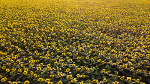 Close-up of yellow flowering plants on field