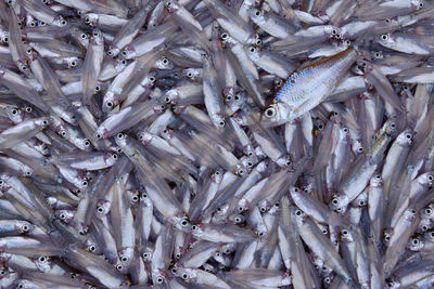 Full frame shot of fish for sale 