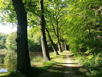 Footpath amidst trees in forest