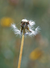 Close-up of wilted dandelion