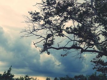 Low angle view of tree against sky