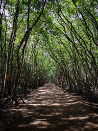 Footpath amidst trees in forest