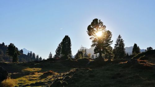 Sunlight streaming through trees on sunny day