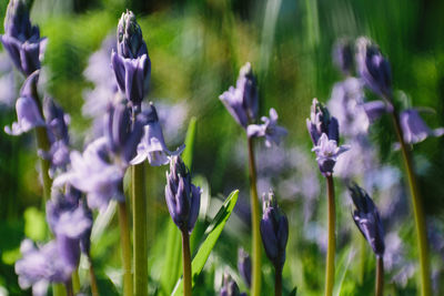 Close-up of purple flowering plants on field