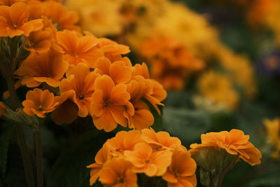 Close-up of yellow flowering plant