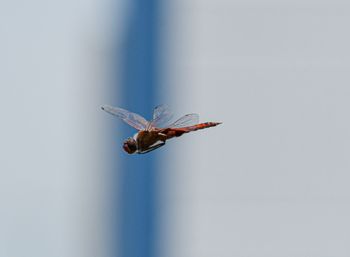 Close-up of insect flying