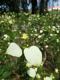 Close-up of white flowers in field