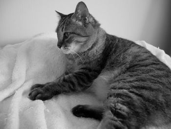 Close-up of a cat resting on bed
