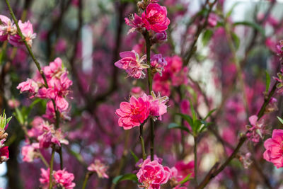 Close-up of pink flower