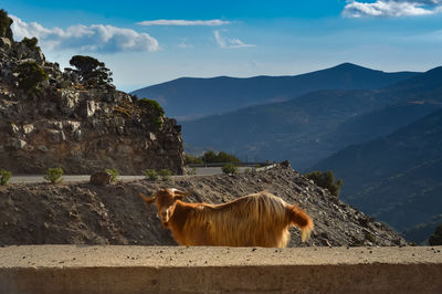 Horse on mountain against sky