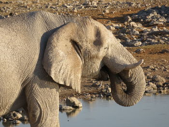 Close-up of elephant in lake