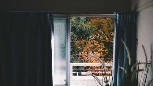 Trees seen through home window