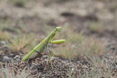 Close-up of grasshopper on land