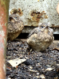 Close-up of birds