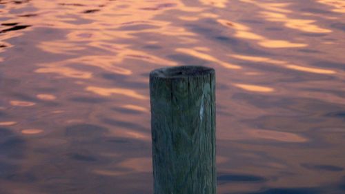 Close-up of lizard on lake at sunset