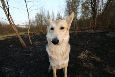Portrait of dog standing on field